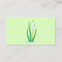 Flores de Neve (Galanthus nivalis)