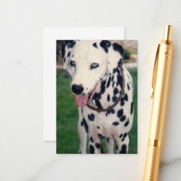 Cartão De Informações Foto Personalizada Do Meu Amigo De Pet