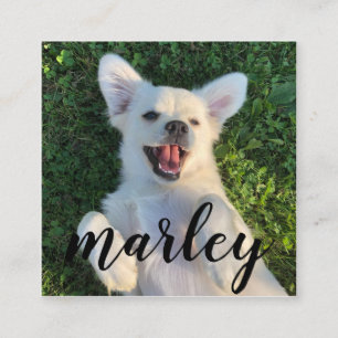 Cartão De Informações Fotos Personalizadas de Animais de Estimação em Es