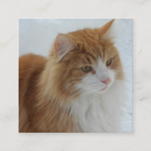 Cartão De Informações Gato_da_Floresta_Norueguesa