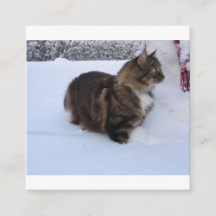 Cartão De Informações gato floresta norueguesa na neve