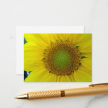 Girassol e sementes, espiral, rácio Ouro