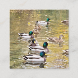 Cartão De Informações Mallards no lago
