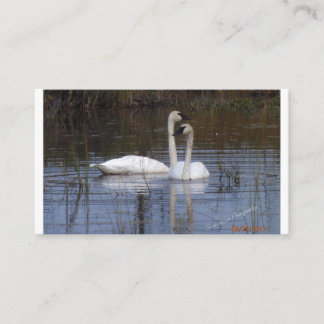 Cartão De Informações Par de Cisnes