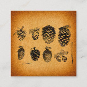Cartão De Informações Pinecones Rustic Pine Cone Trabalho de arte Antiqu