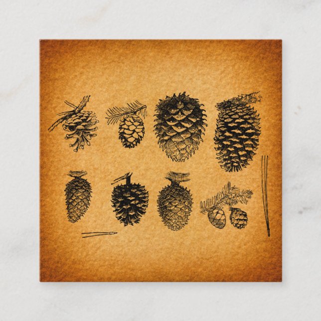 Cartão De Informações Pinecones Rustic Pine Cone Trabalho de arte Antiqu (Frente)