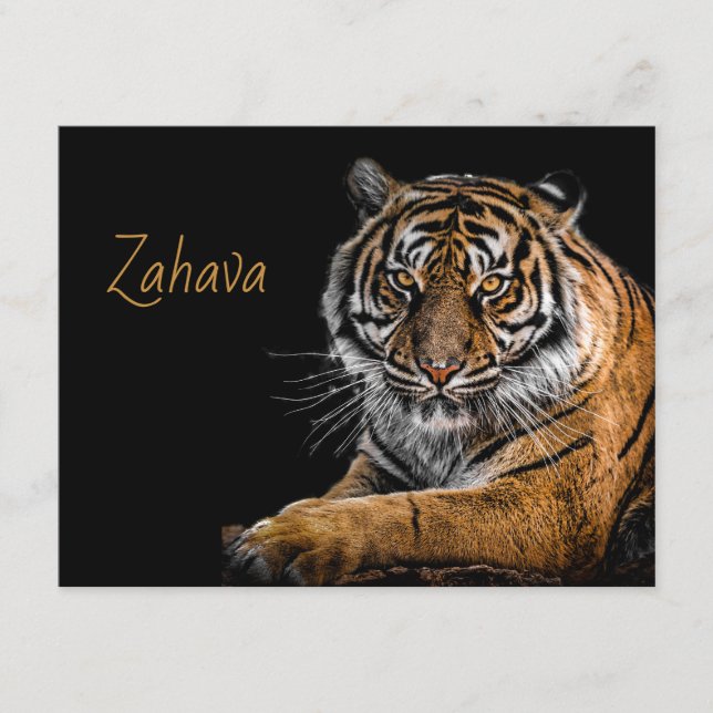 Cartão De Informações Placa de gabinete do Ouro Tigre (Frente)