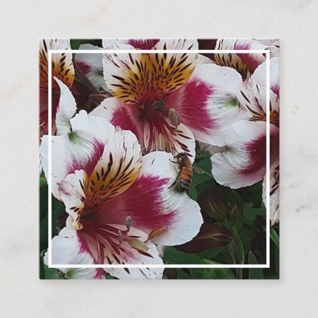 Cartão De Informações Placa de receptáculo de Honeybee e Alstromerias (Frente)