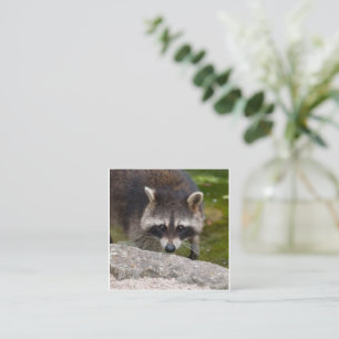 Cartão De Informações Raccoon faz contato direto com os olhos