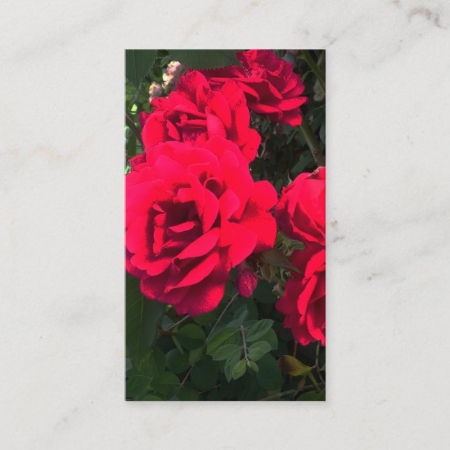 Cartão De Informações Rosery Romântico do Jardim Rosa vermelha (Frente)