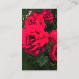 Cartão De Informações Rosery Romântico do Jardim Rosa vermelha