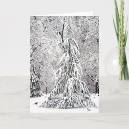 Cartão de inverno: Jardim Público de Boston