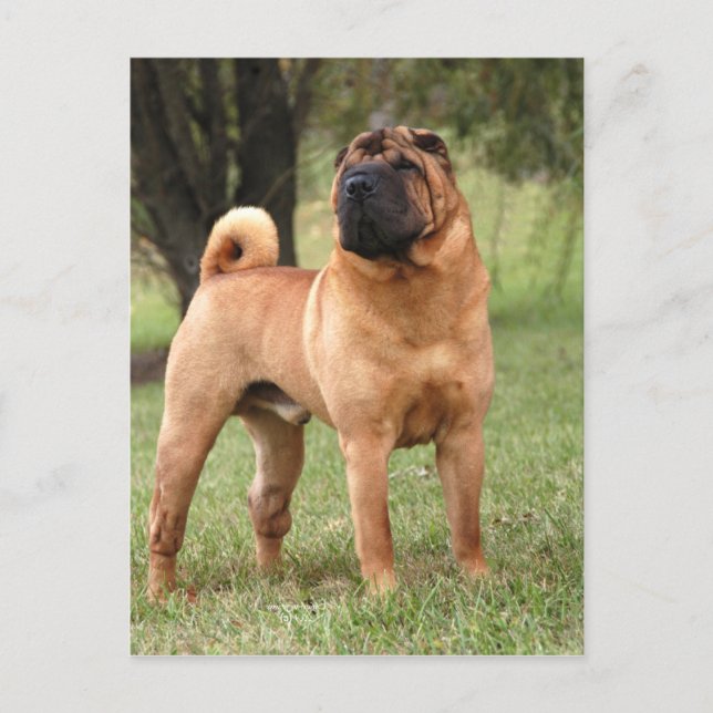 CARTÃO DE JAYS DO EL (Frente)