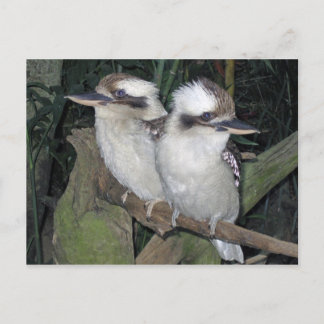 Cartão de Kookaburras