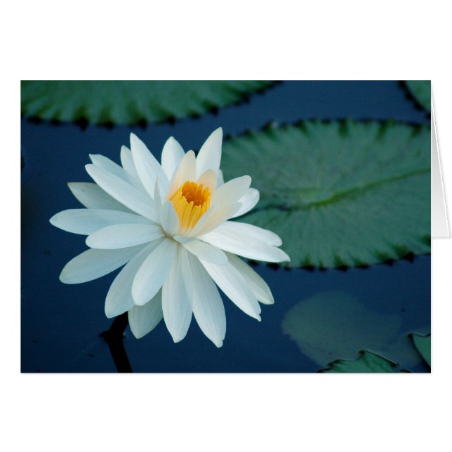 Cartão de Lilly da água (Frente horizontal)