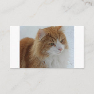 Cartão De Lugar Gato_da_Floresta_Norueguesa