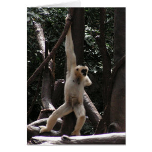 Cartão de macaco