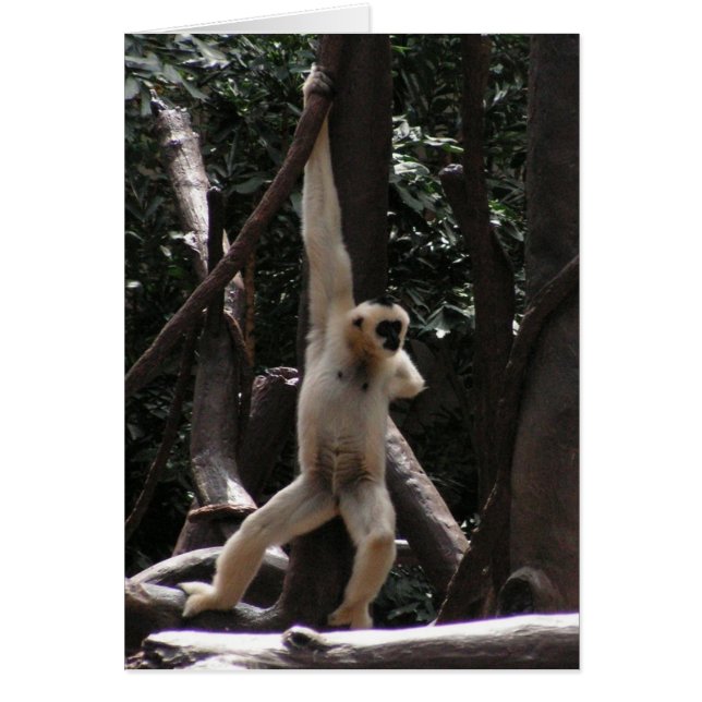 Cartão de macaco (Frente)