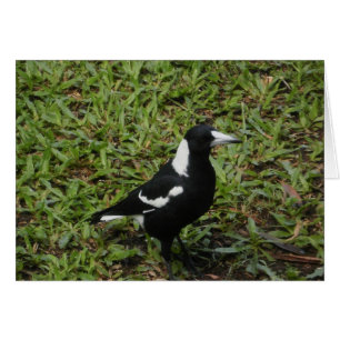 Cartão de Magpie australiano