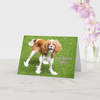 Cartão de Melhoras Cavalier King Charles Fofo