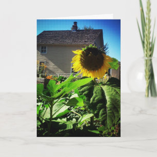Cartão de Melhoras "Harris House Sunflower"