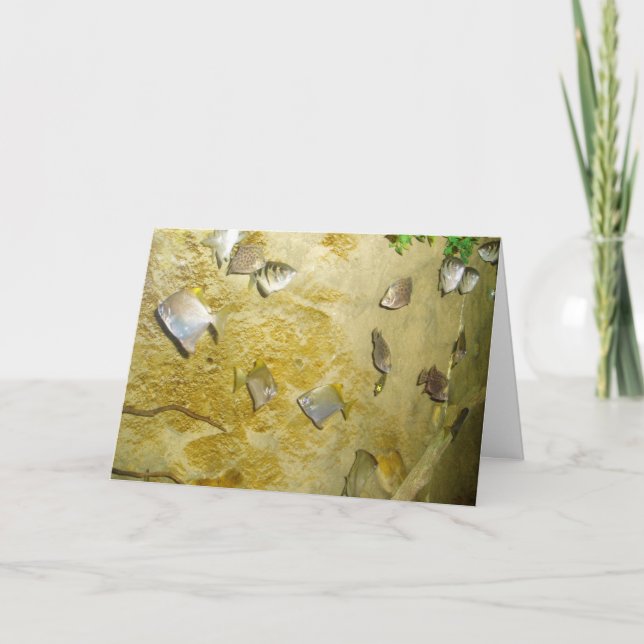 Cartão de Melhoras "Peixes Tropicais" (Frente)