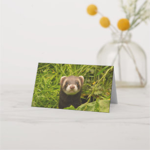 Cartão De Mesa Ferret castanho-bonito na foto de grama
