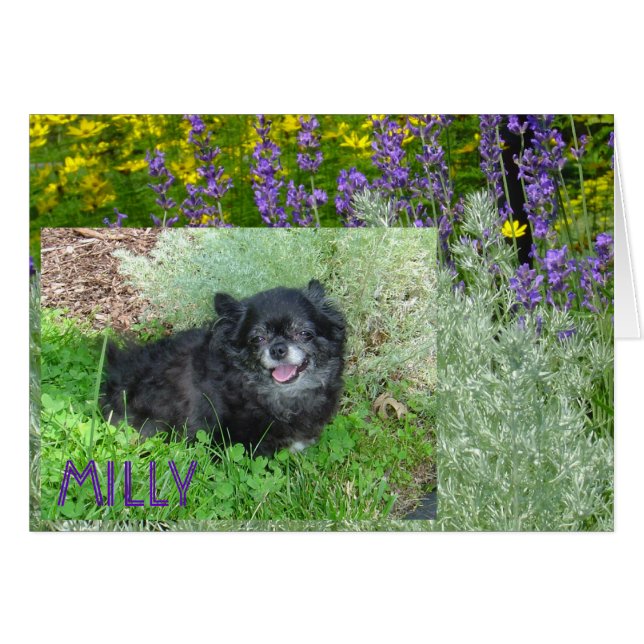 Cartão de Milly (Frente Horizontal)