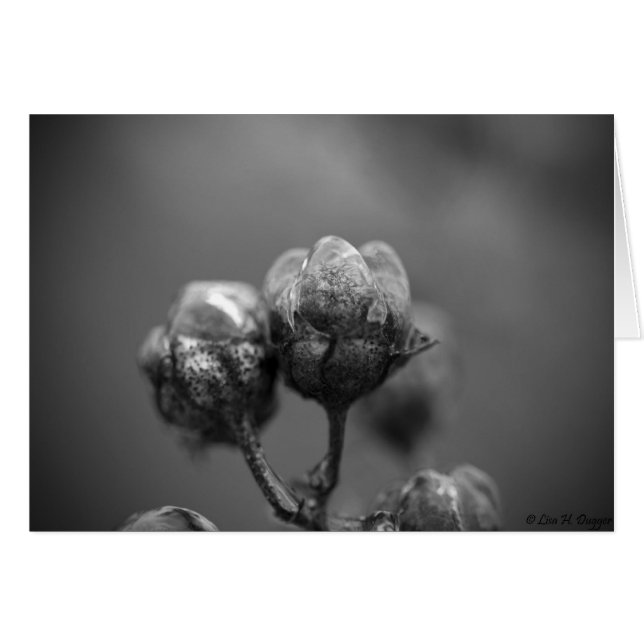 Cartão De Mírtle De Violão Ficado (Frente horizontal)