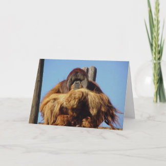 Cartão de Modelo de aniversário feliz Orangutan