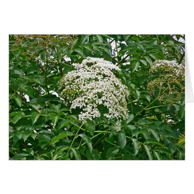 Cartão de Morango Comum (Sambucus canadensis) (Frente horizontal)