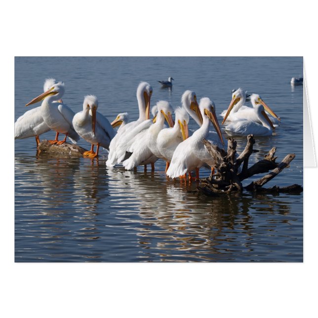 Cartão de Nápoles Pelicanos 5X7 (Frente Horizontal)