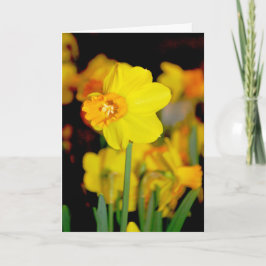 Cartão de Narciso Amarelo