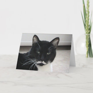 Cartão de Nascimento de Gato Humor Tuxedo (modelo)