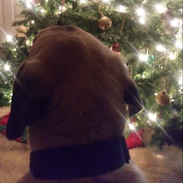 Cartão de Natal (Criador carregado)