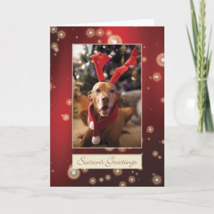 Cartão de Natal 008 de Vizsla do Hungarian
