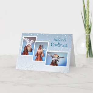 Cartão de Natal 011 de Vizsla do Hungarian