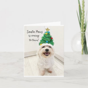 Cartão de Natal Adorável Bichon Maltese Santa Pata