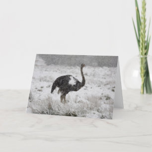 Cartão de Natal - avestruz