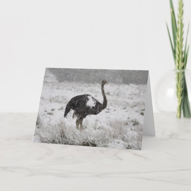 Cartão de Natal - avestruz (Frente)