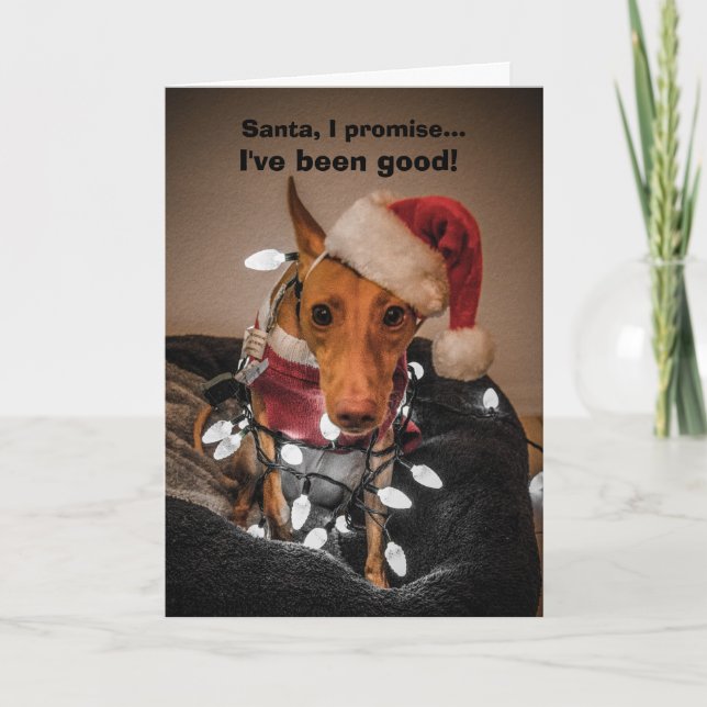 Cartão de Natal Cirneco dell'Etna (Frente)