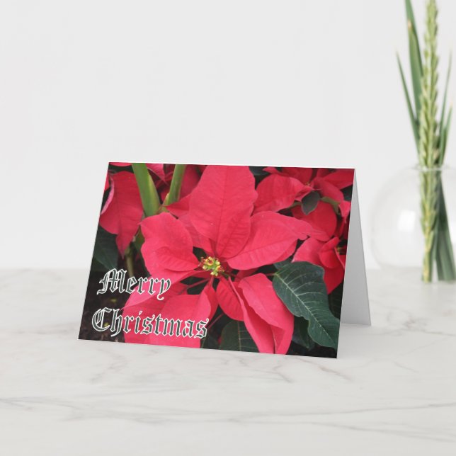 Cartão de Natal com Poinsettias e Christma Feliz (Frente)