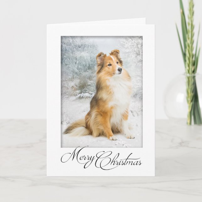 Cartão de Natal da doce Sheltie (Frente)