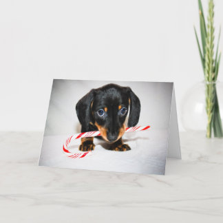 Cartão de Natal Dachshund