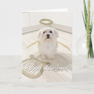 Cartão de Natal de Anjo de Cachorro Maltês Elegant