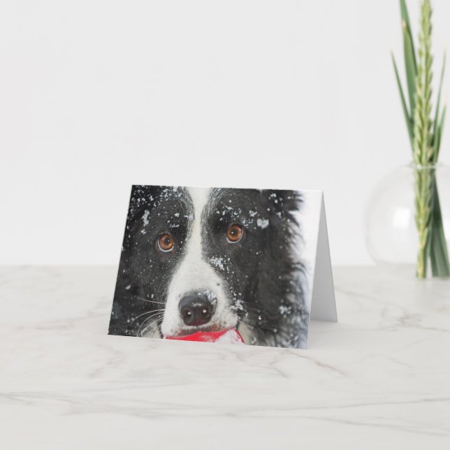 Cartão de Natal de border collie (Frente)