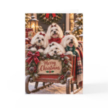 Cartão de Natal de Cães Malteses