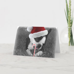 Cartão de natal de cana doce de Boston terrier