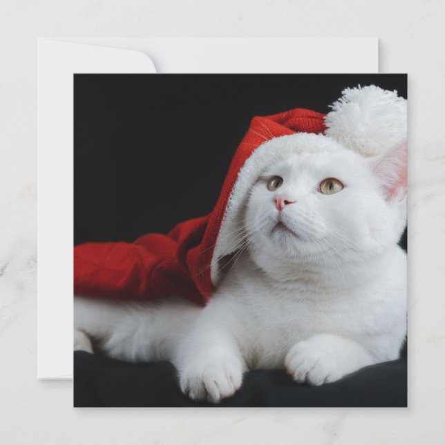 Cartão de Natal de Gato Branco (Frente)