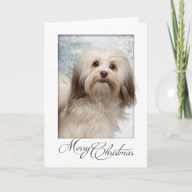 Cartão de Natal de Havanese (Frente)